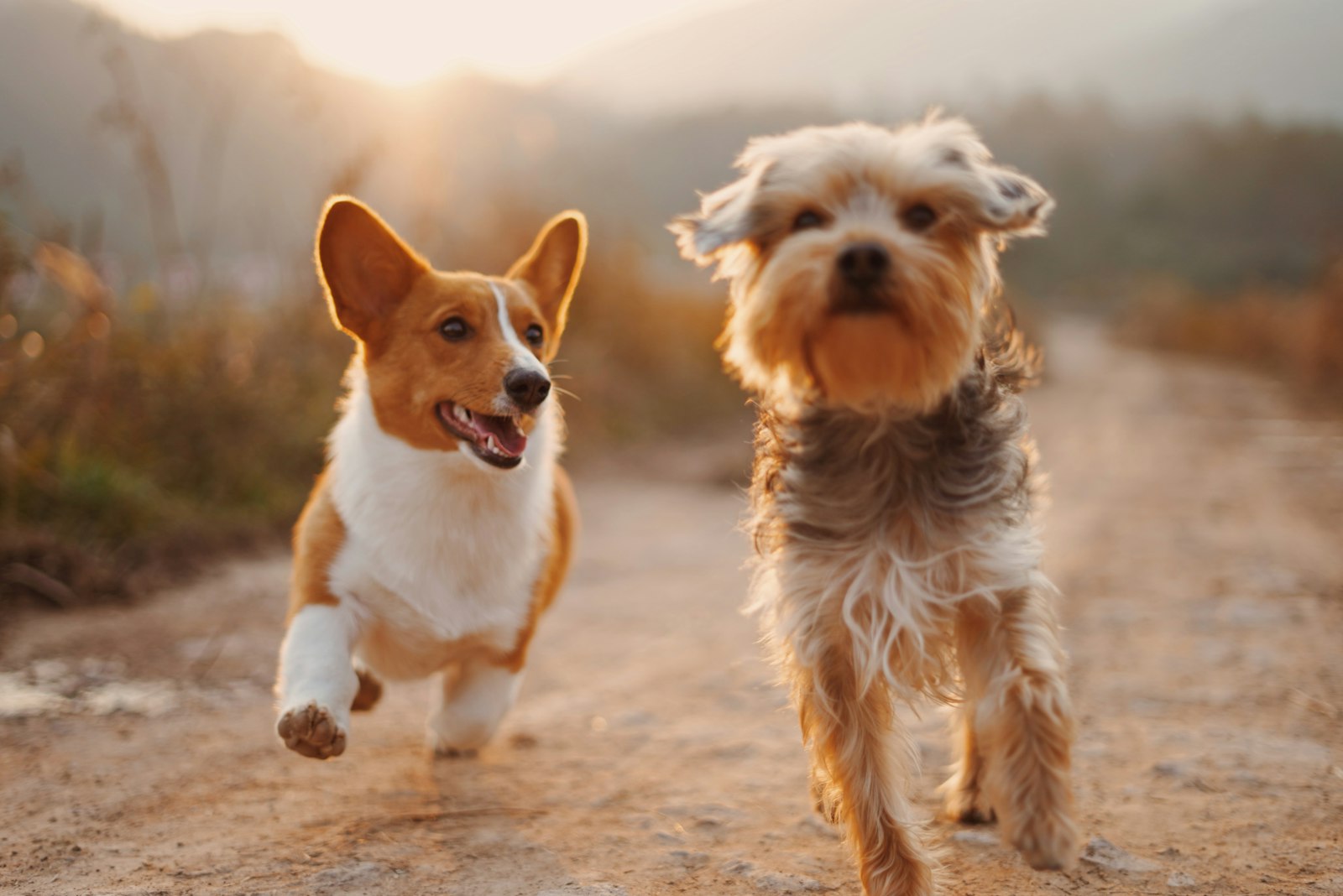 Cachorros resgatados pelo Lar dos Au Au